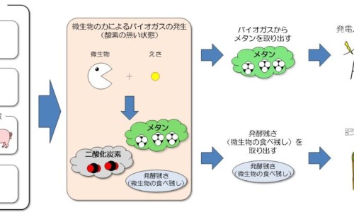 蛋白质如何参与脂肪代谢-蛋白质会促进脂溶性维生素吸收吗-蛋白质能促进脂肪代谢吗,中国蛋白质促进脂肪的分解网站